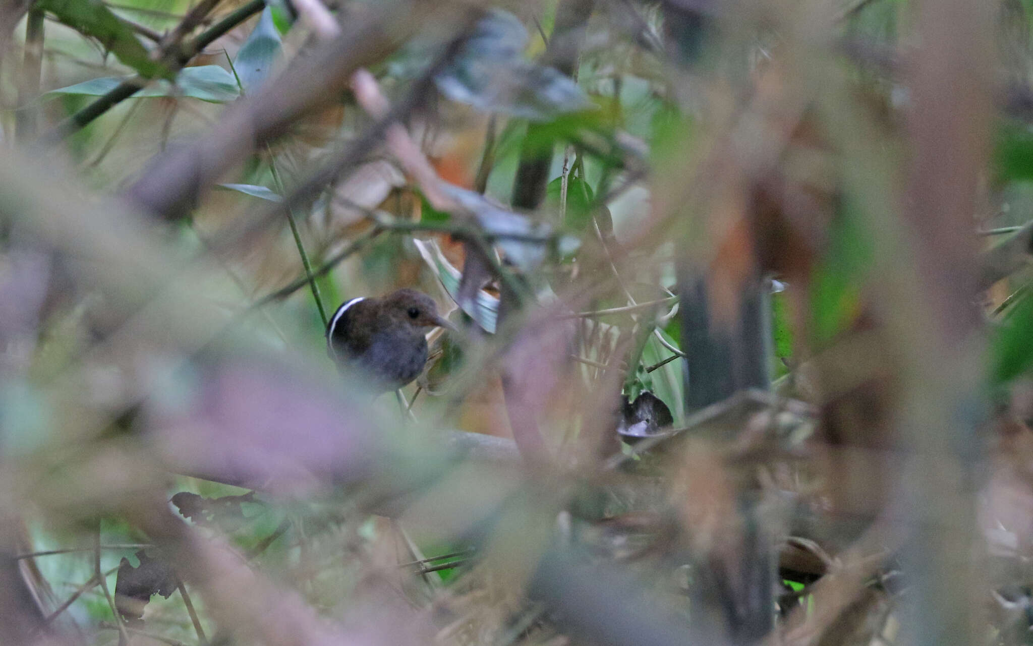 Image of Wing-banded Wren