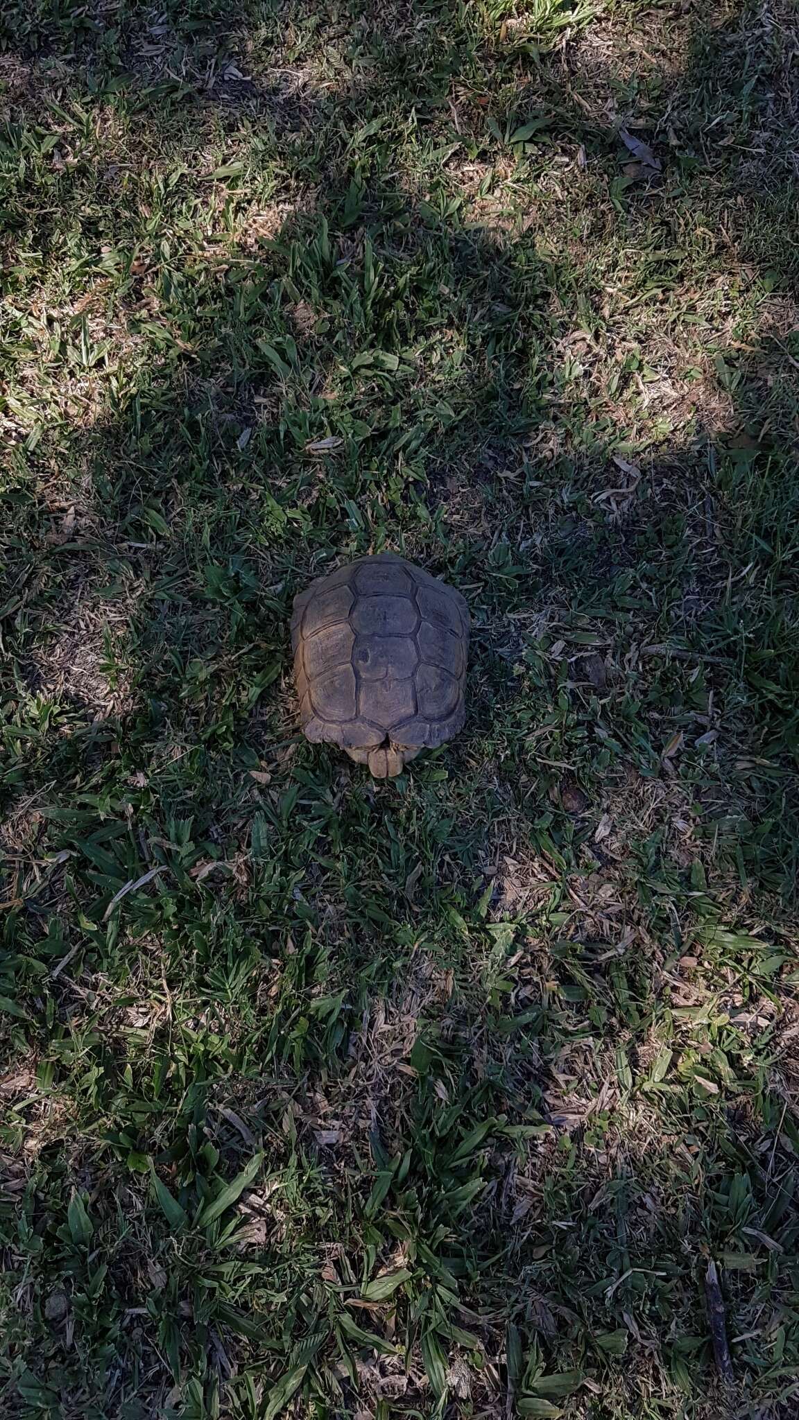 Image of Chilean Tortoise