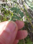 Imagem de Thalictrum tuberosum L.