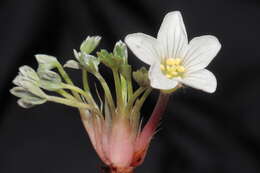 Imagem de Geranium ruizii Hieron.