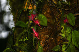 Image of Columnea minor (Hook.) Hanst.