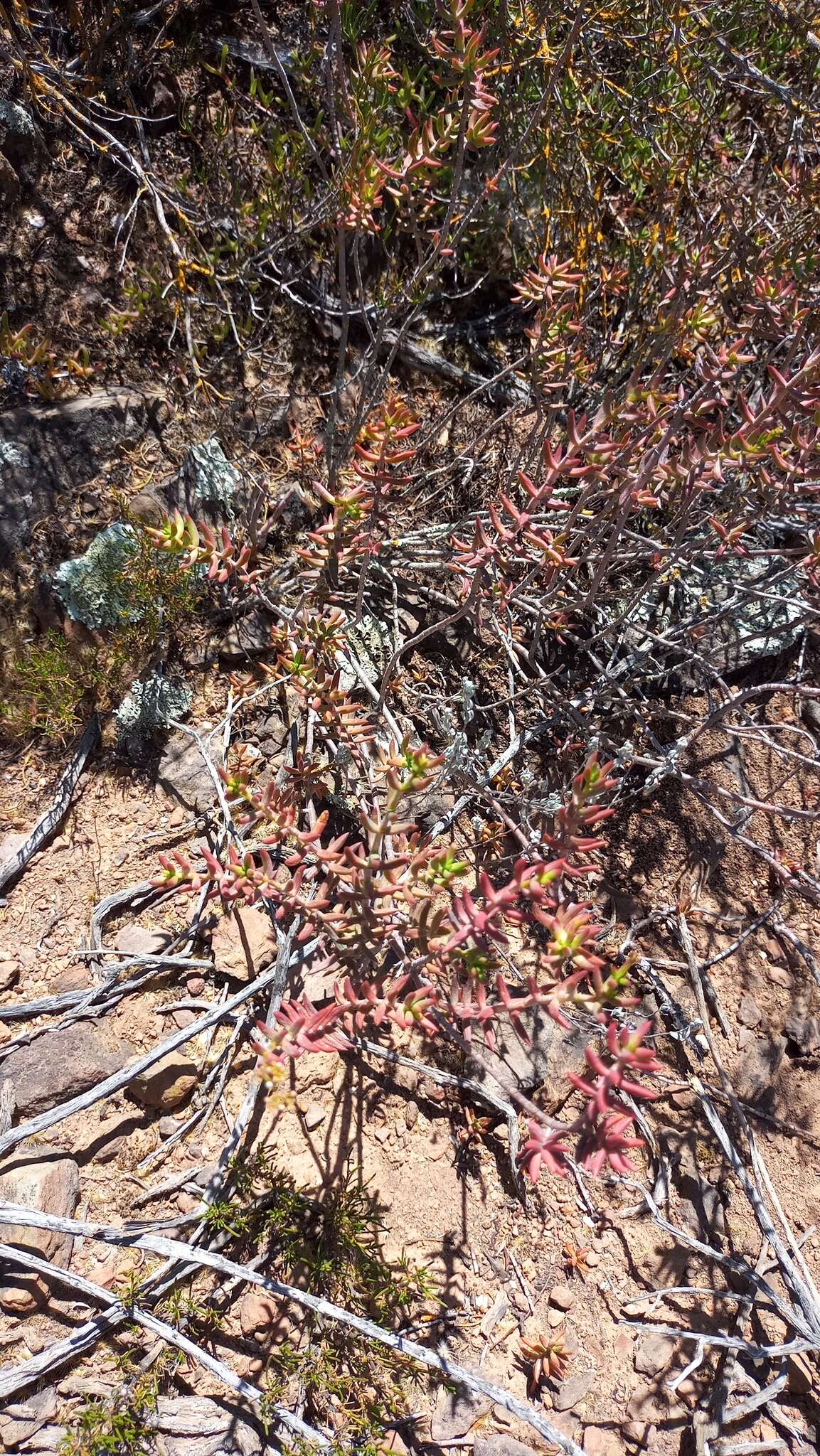 Crassula tetragona subsp. lignescens Tölken resmi