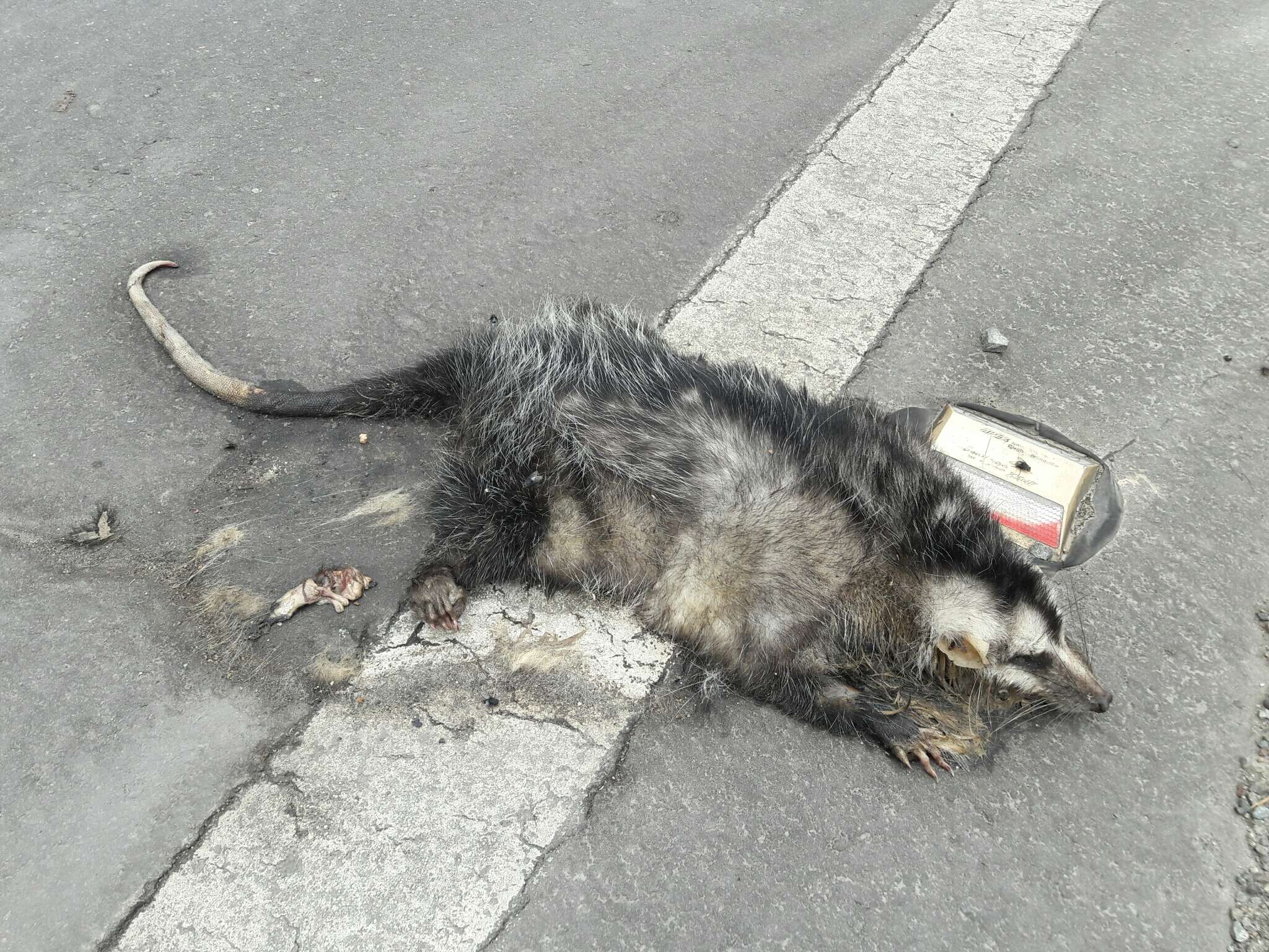 Image of Andean White-eared Opossum