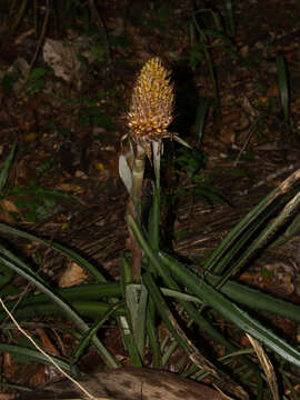 Imagem de Ananas macrodontes É. Morren