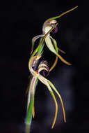 Image of Clubbed spider orchid