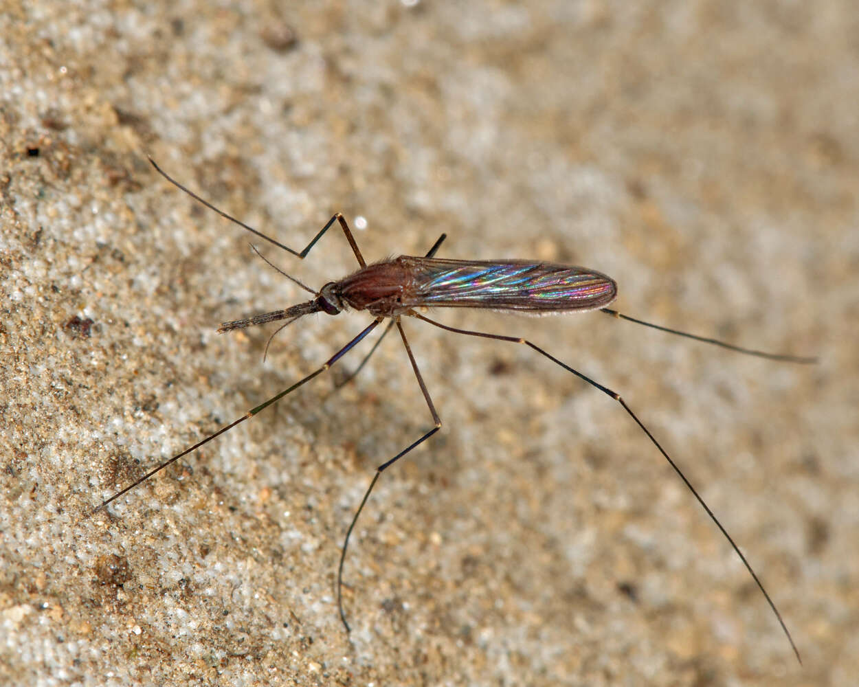 Image of Anopheles walkeri Theobald 1901