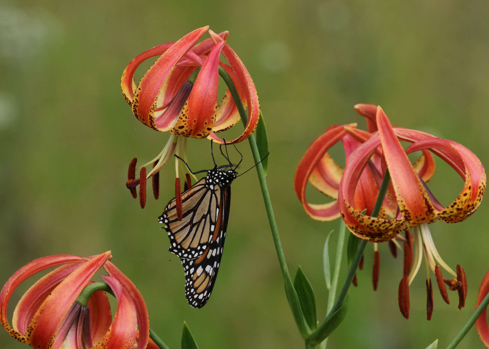 Image of Sandhills Lily