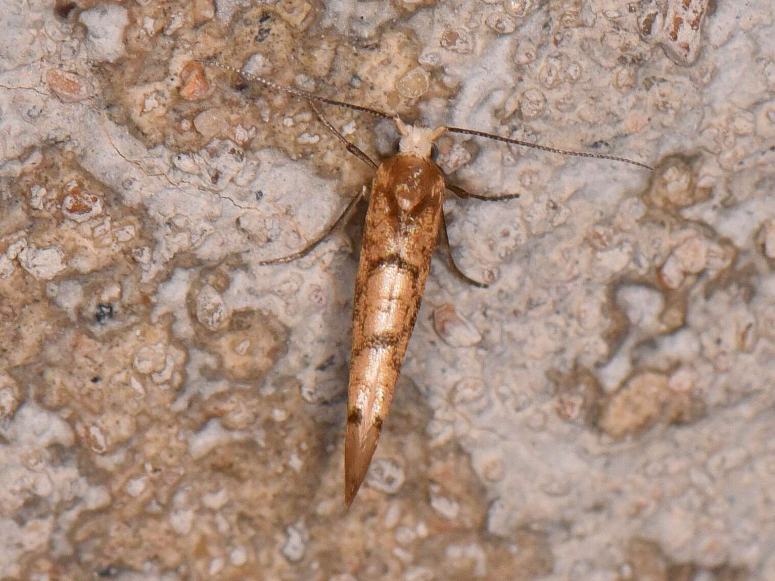 Imagem de Argyresthia alternatella Kearfott 1908