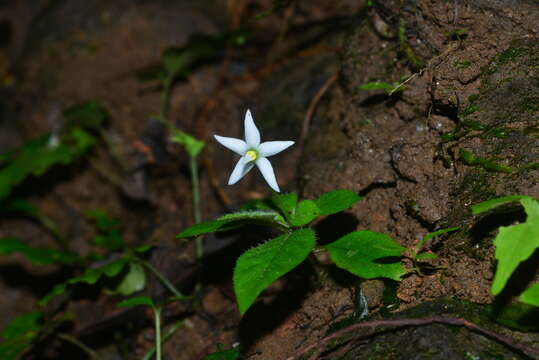 Image de Argostemma solaniflorum Elmer