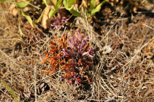 Image of California broomrape