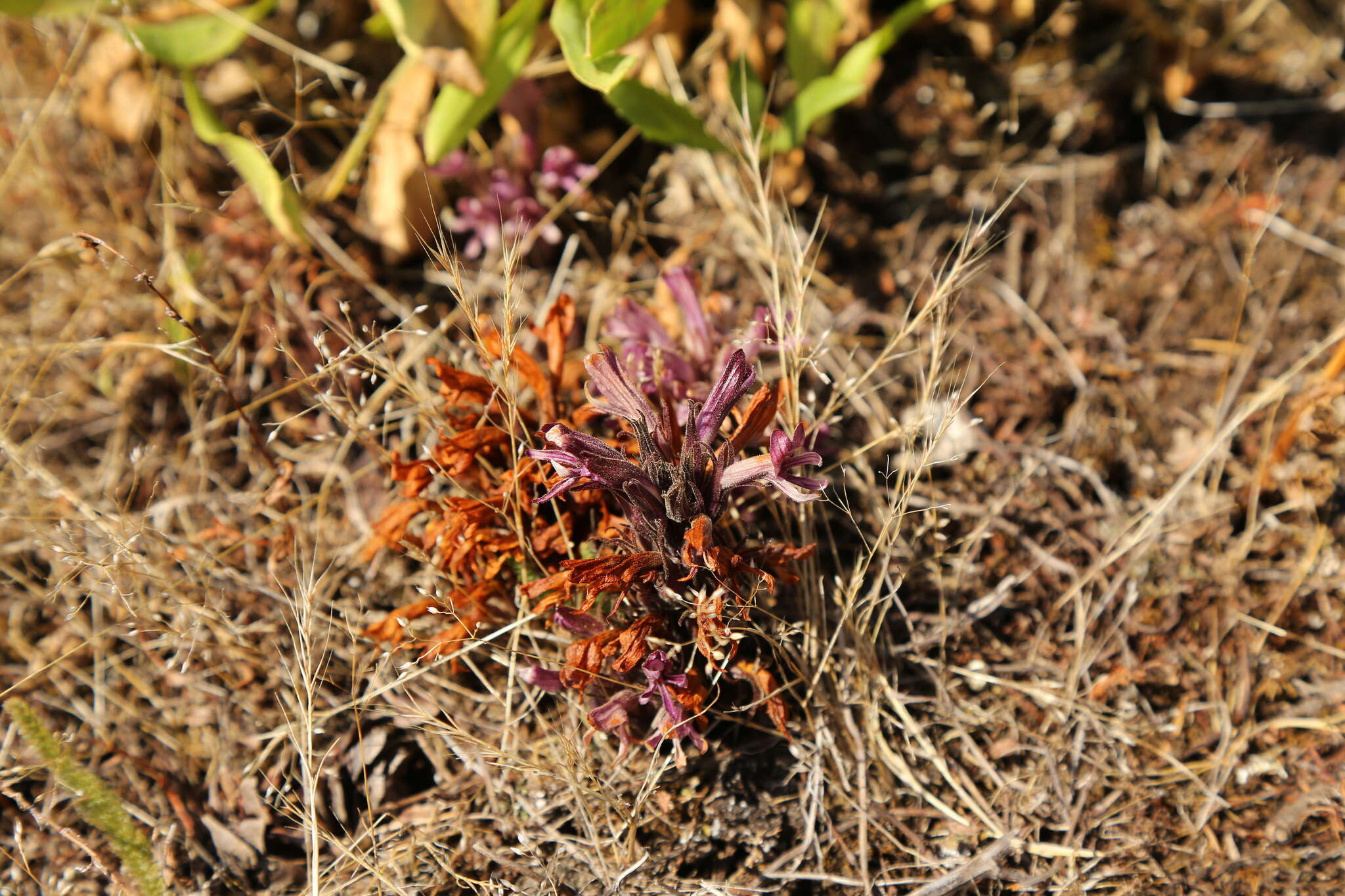 Imagem de Aphyllon californicum subsp. californicum