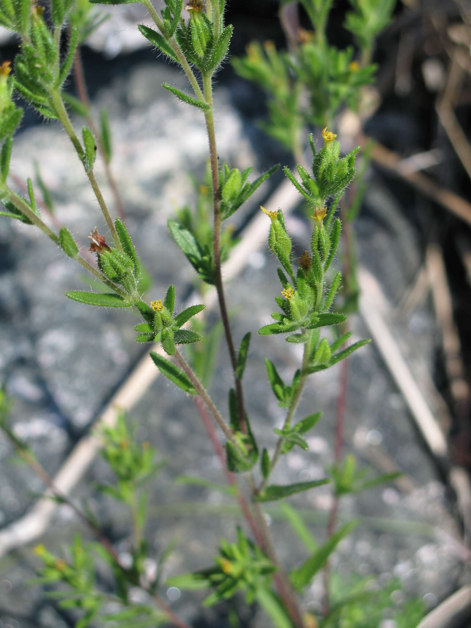 Image of mountain tarweed