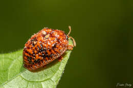 Слика од Hemisphaerota palmarum (Boheman 1856)