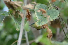 Image of Hedydipna collaris zambesiana (Shelley 1876)