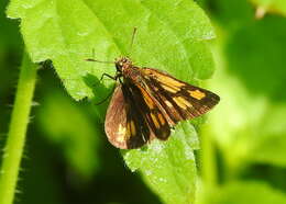 Image of Bush Hopper