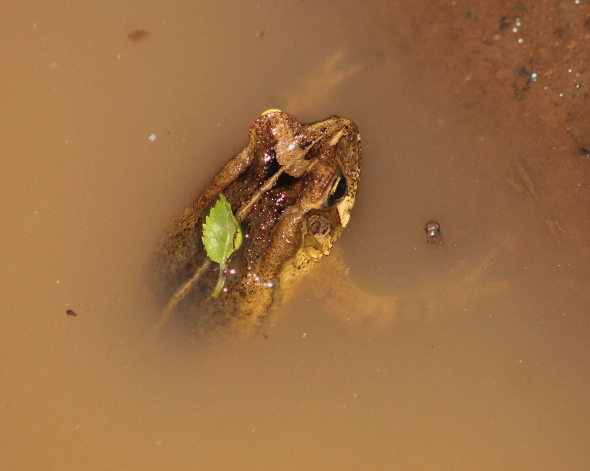 Rhinella henseli (Lutz 1934) resmi