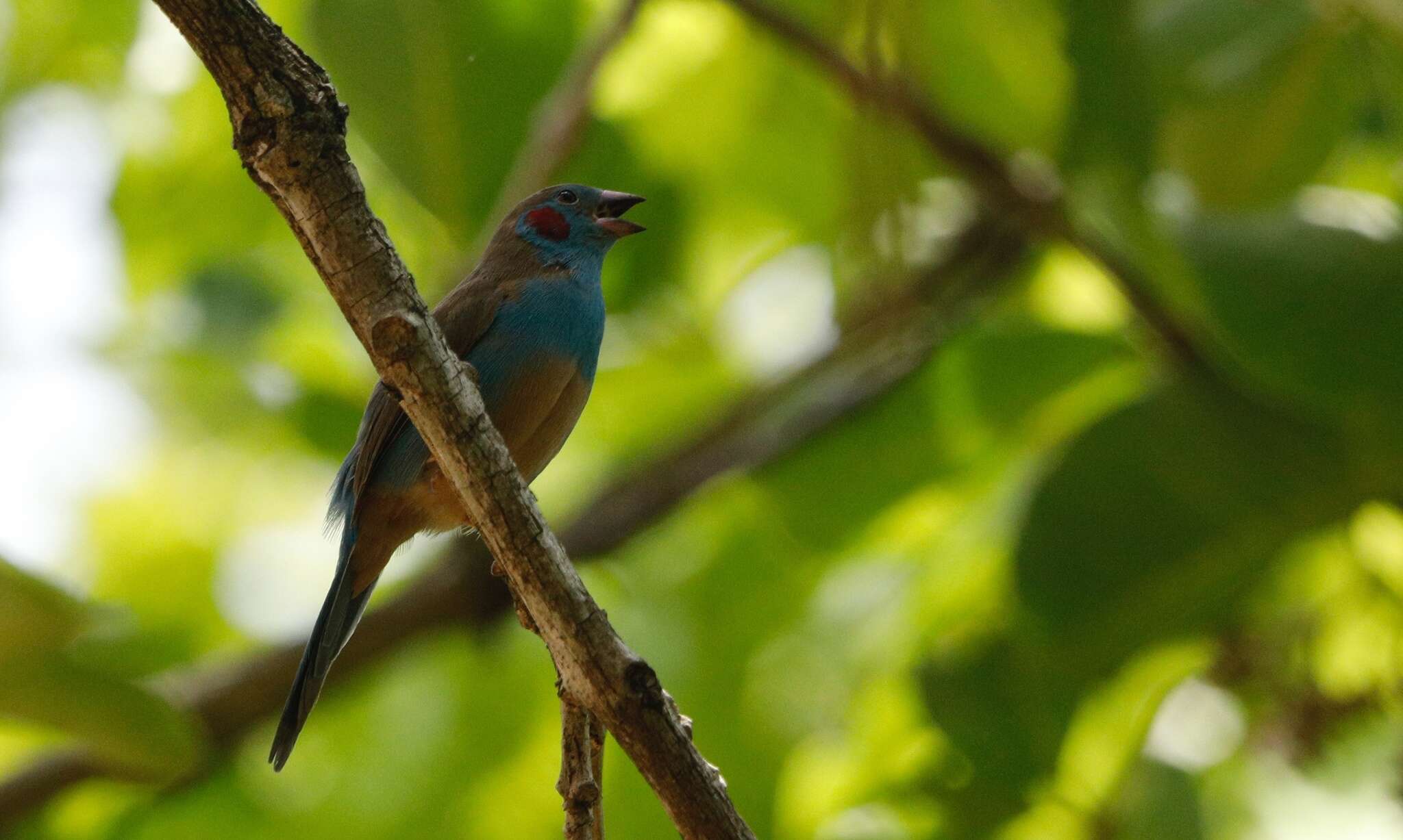 Image of Red-checked Cordon-bleu