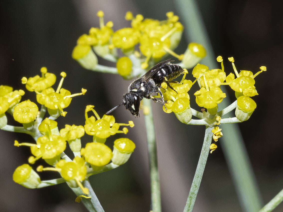 Image de Hylaeus pictipes Nylander 1852