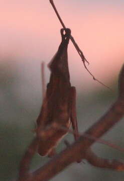 Image of Commerson's Leafnosed Bat