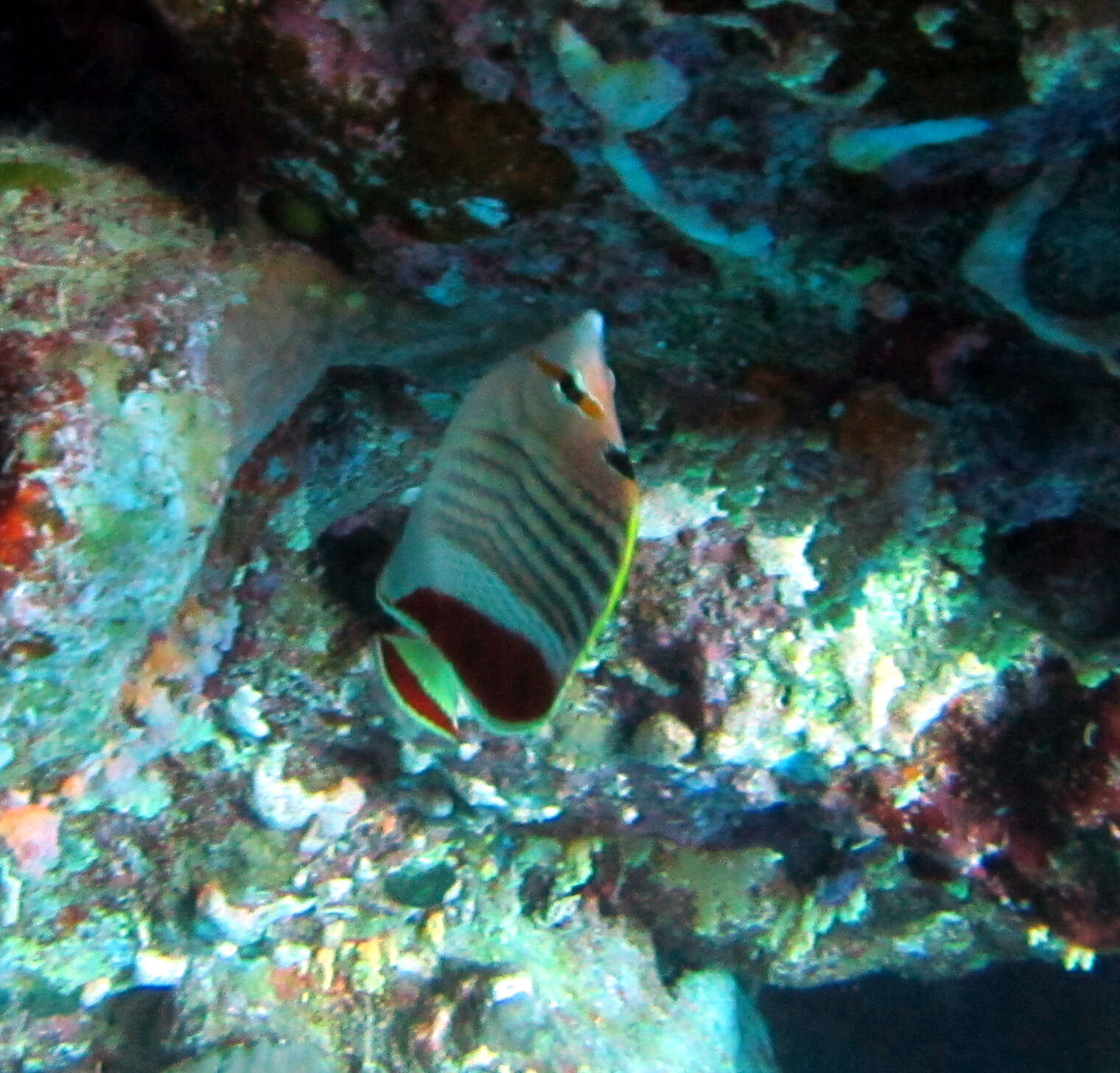 Image of Crown Butterflyfish