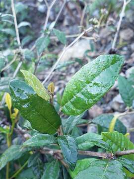 Image of Acevedo's velvetshrub