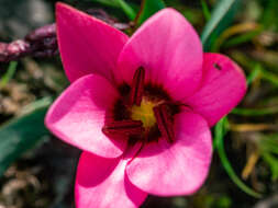 Image of Hesperantha humilis Baker