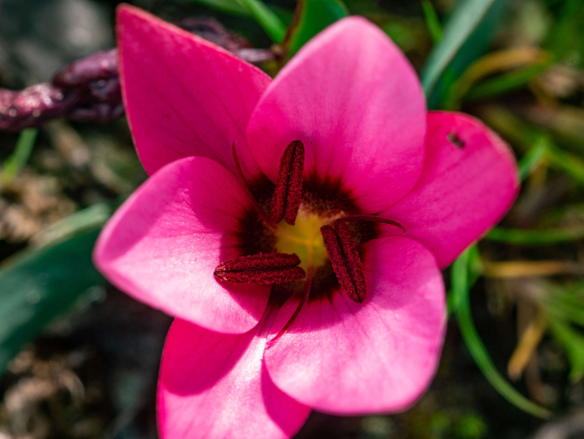 Plancia ëd Hesperantha humilis Baker