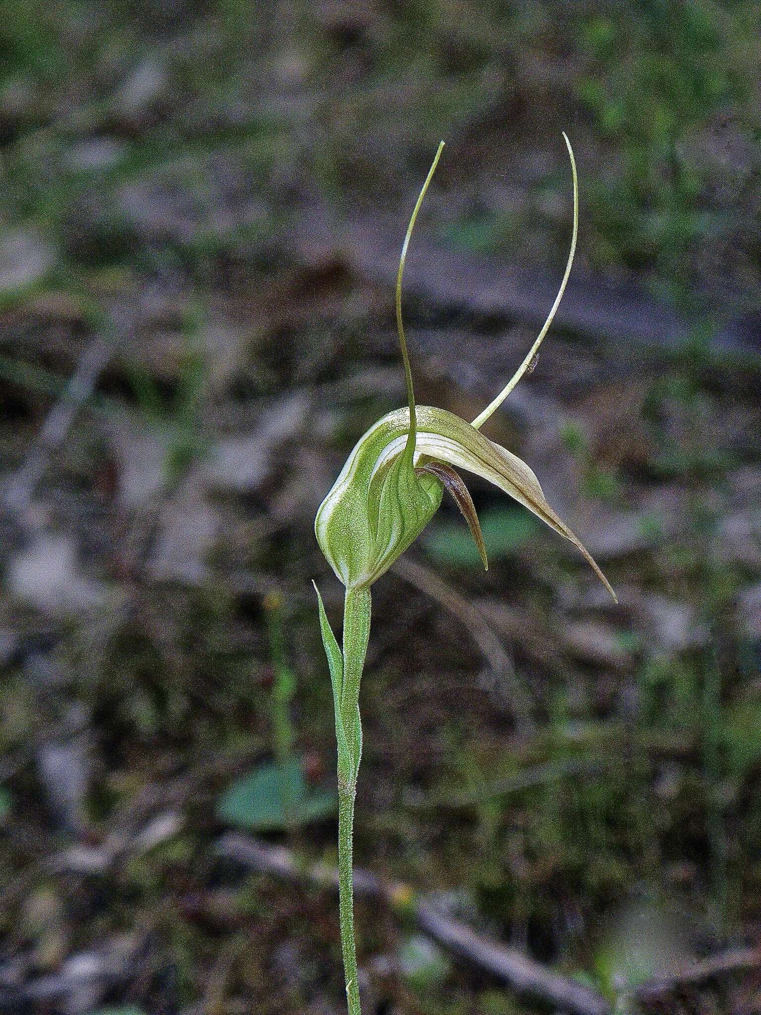 Image of Dainty greenhood