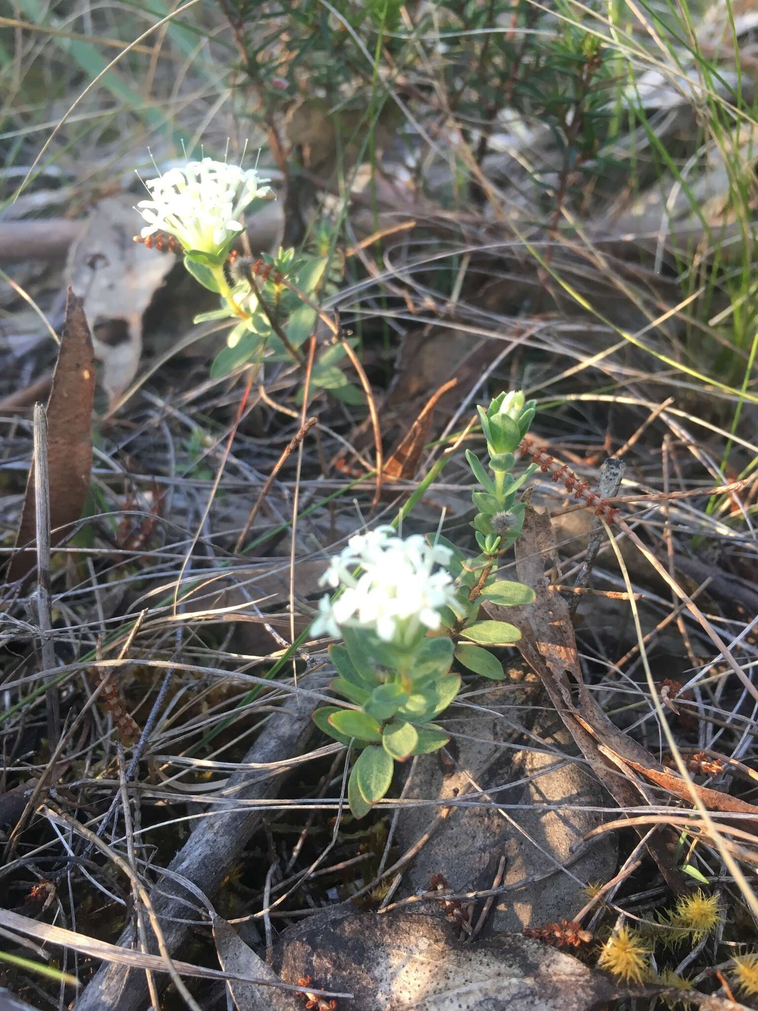 Image of Pimelea humilis R. Br.