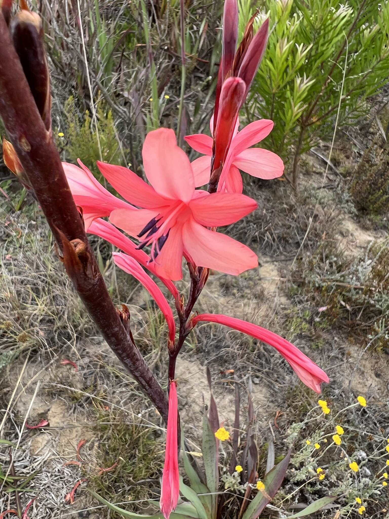 Image of Watsonia wilmaniae J. W. Mathews & L. Bolus