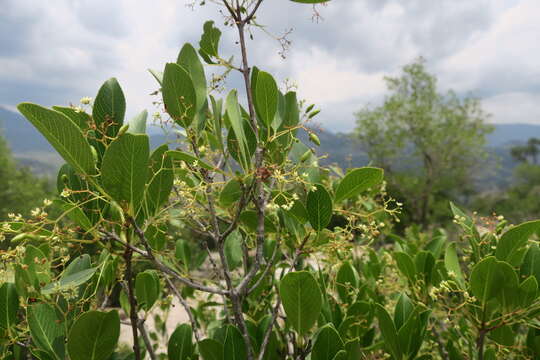 Imagem de Lydenburgia cassinoides N. Robson