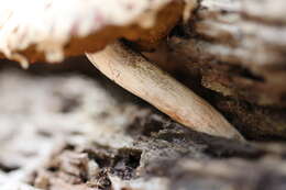 Image of Boletellus dissiliens (Corner) Pegler & T. W. K. Young 1981