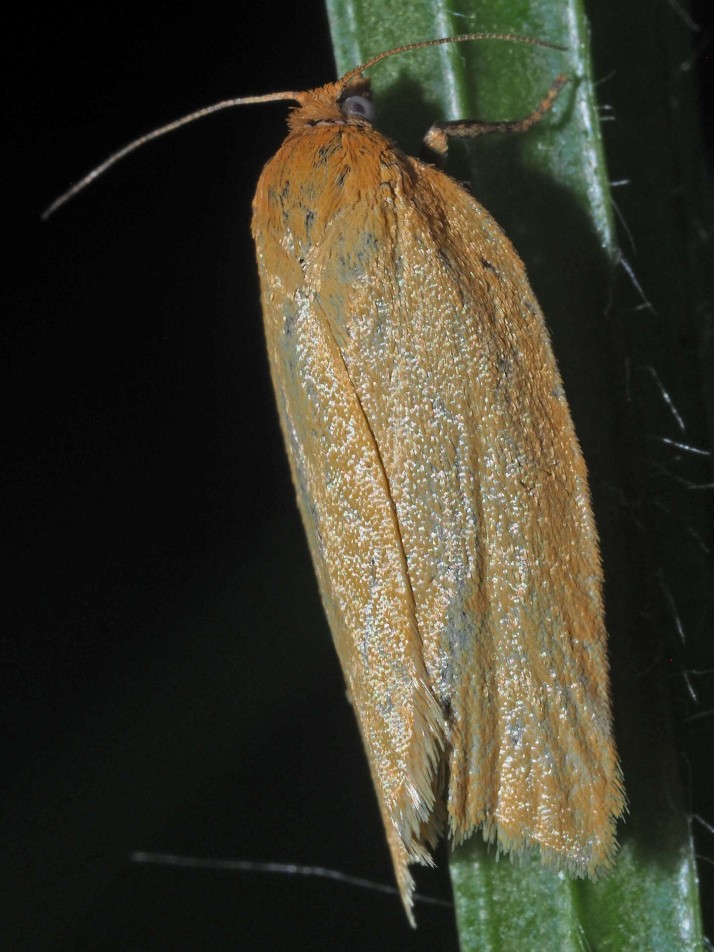 Image of <i>Aphelia viburnana</i>