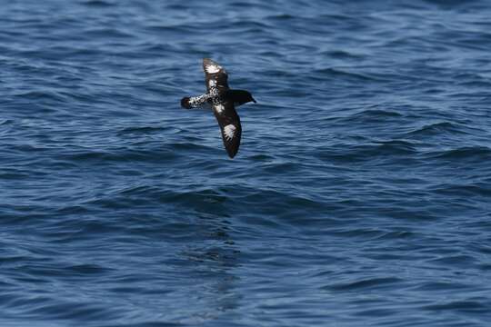 Image of New Zealand Cape petrel