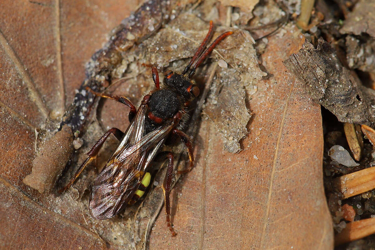 Слика од Nomada leucophthalma (Kirby 1802)