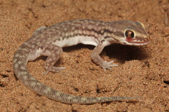 Image of Marked geckos