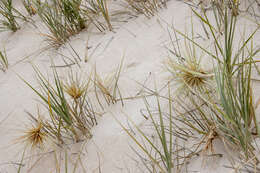 Sivun Spinifex hirsutus Labill. kuva