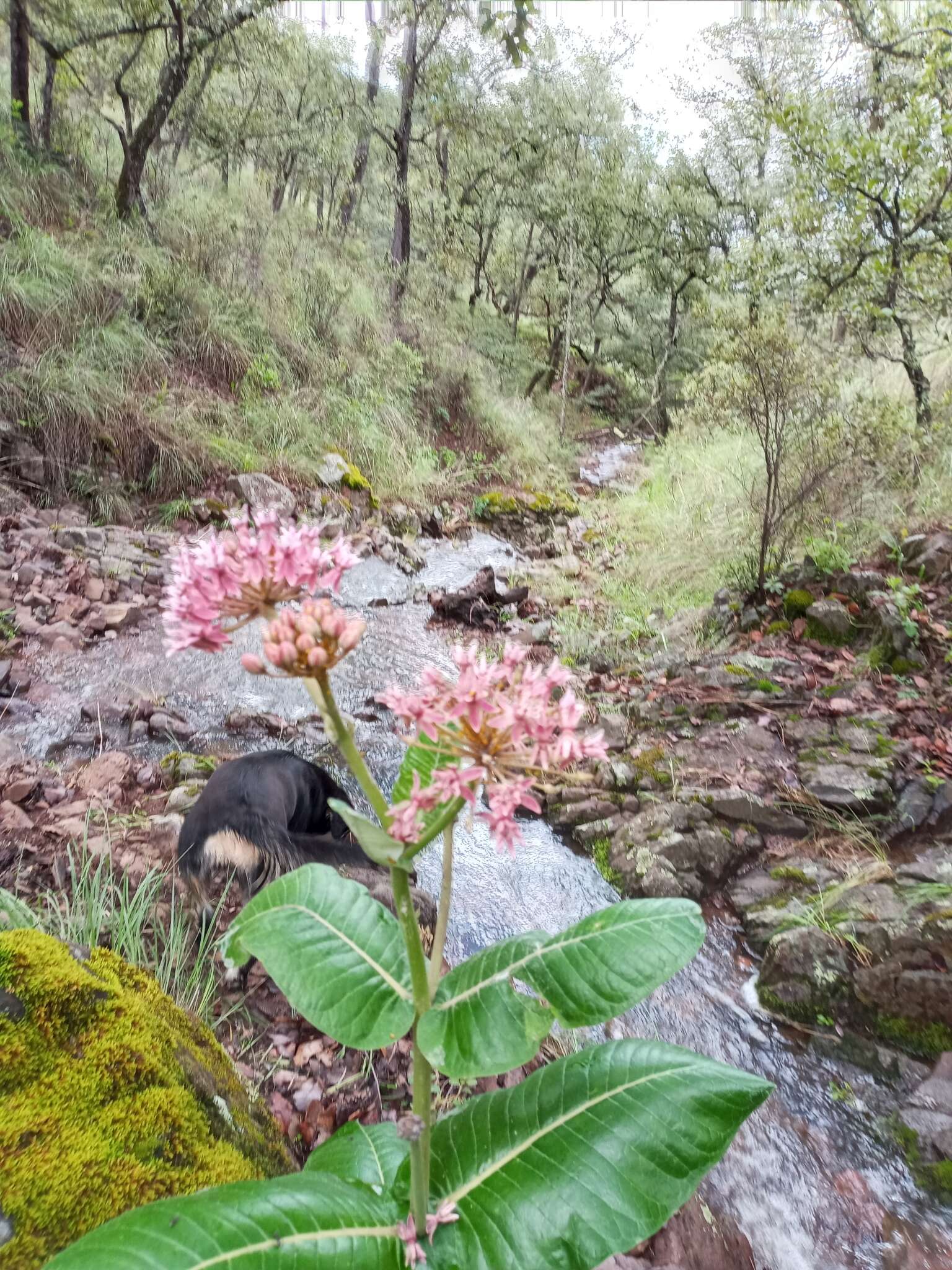 Image of Asclepias otarioides E. Fourn.