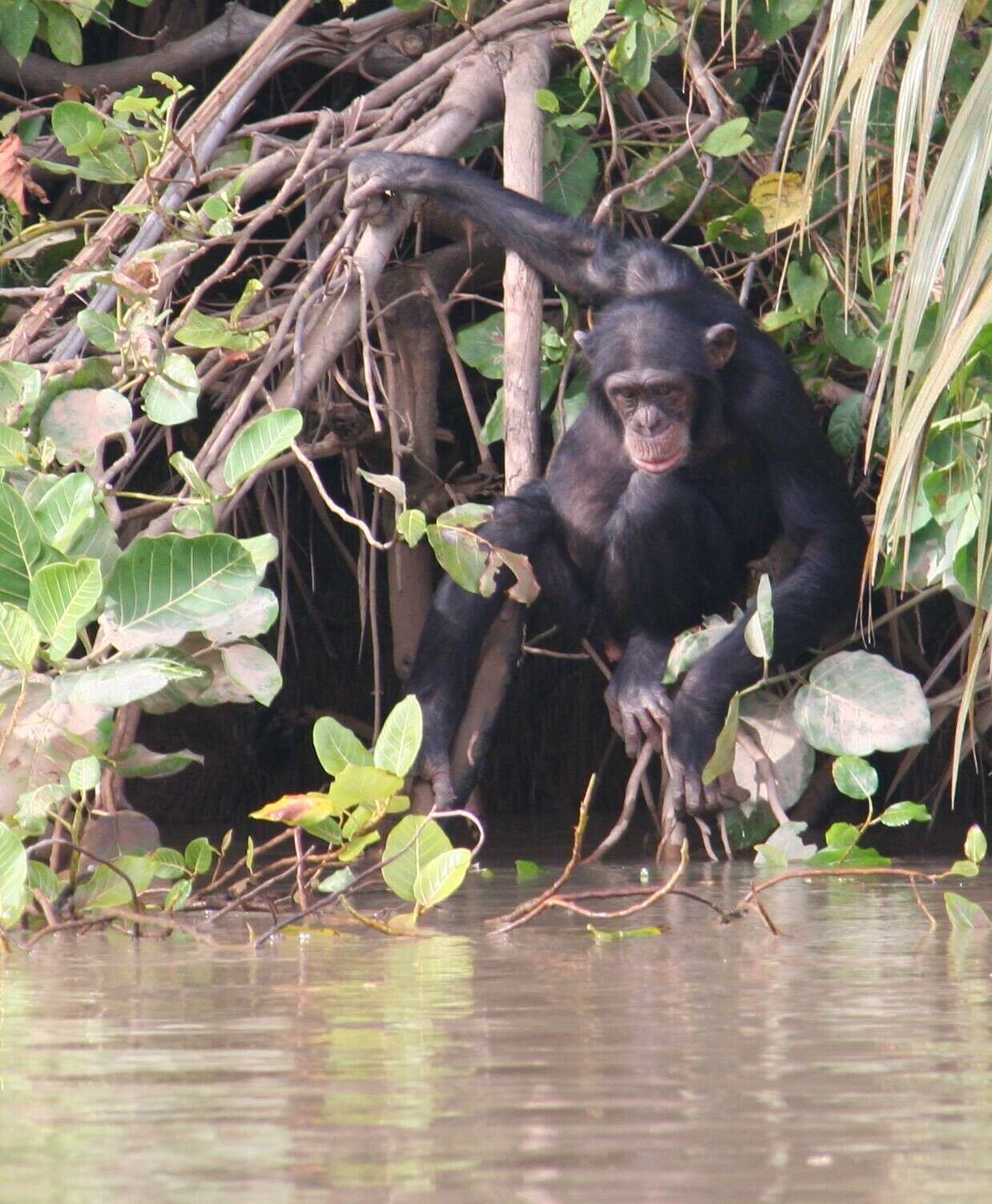 Image of western chimpanzee