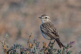 Saxicola macrorhynchus (Stoliczka 1872) resmi