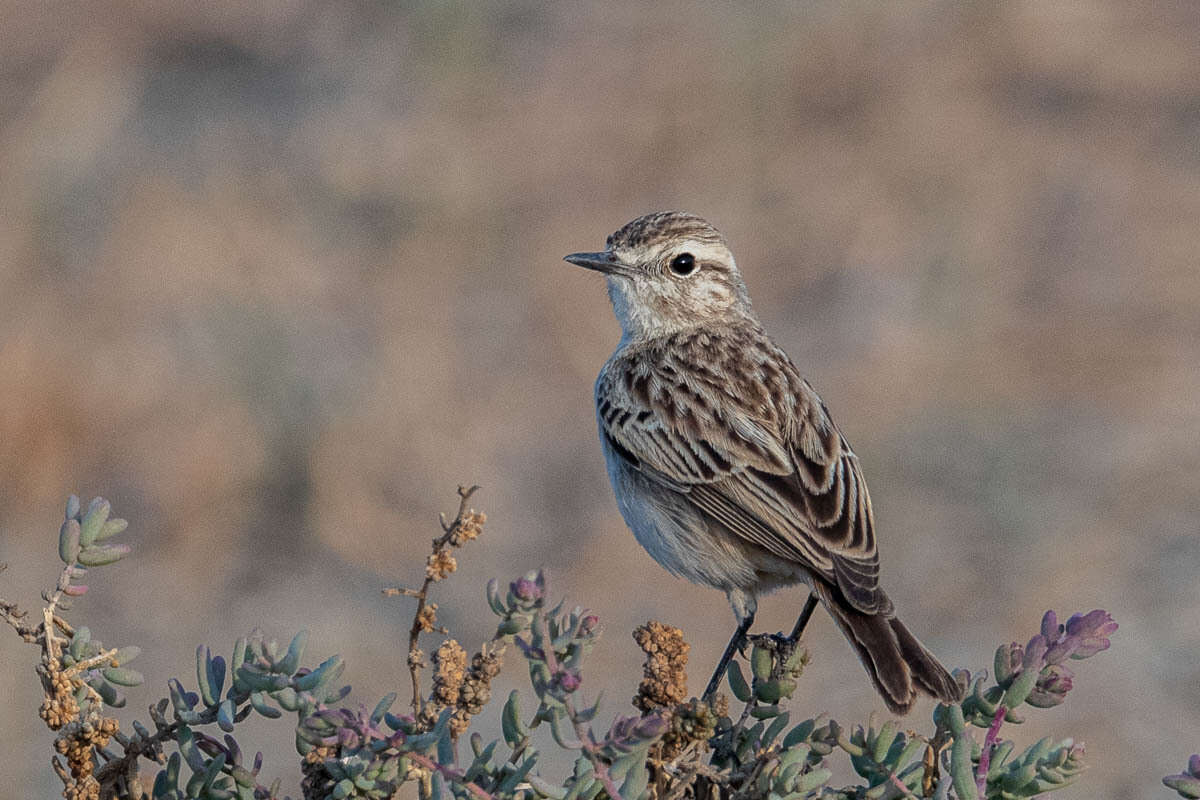 Saxicola macrorhynchus (Stoliczka 1872) resmi