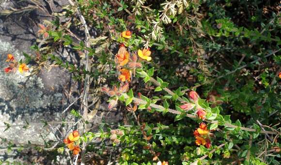 Image of Oxylobium cordifolium Andrews