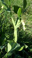 Image of Cyprus-vetch