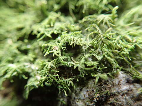 Image of Macoun's heterocladium moss