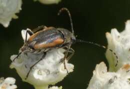 Image of Brachyleptura vagans (Olivier 1795)