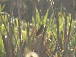 Image of Savi's Warbler