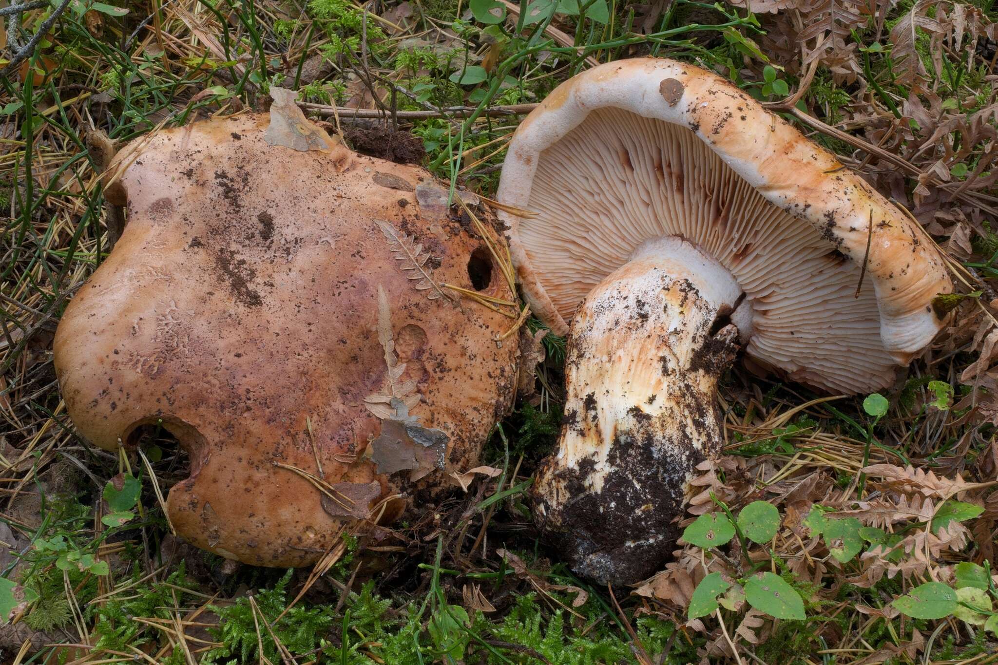 Imagem de Tricholoma colossus (Fr.) Quél. 1872