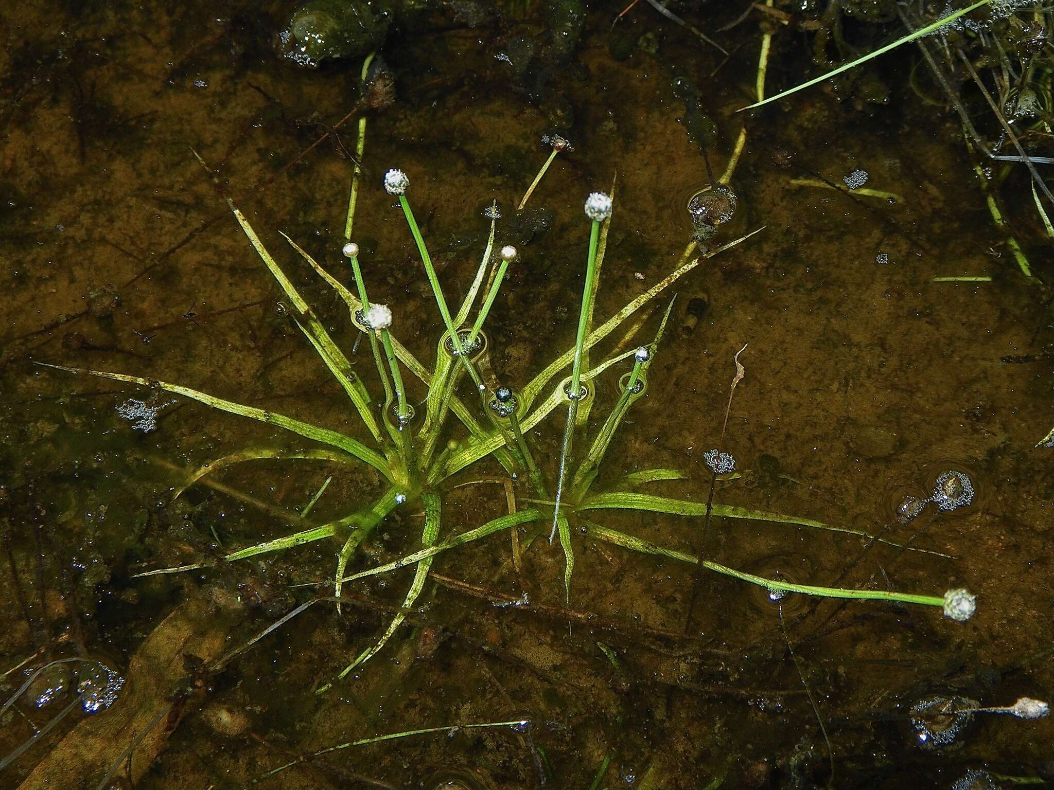 Image de Eriocaulon australasicum (F. Muell.) Körn.