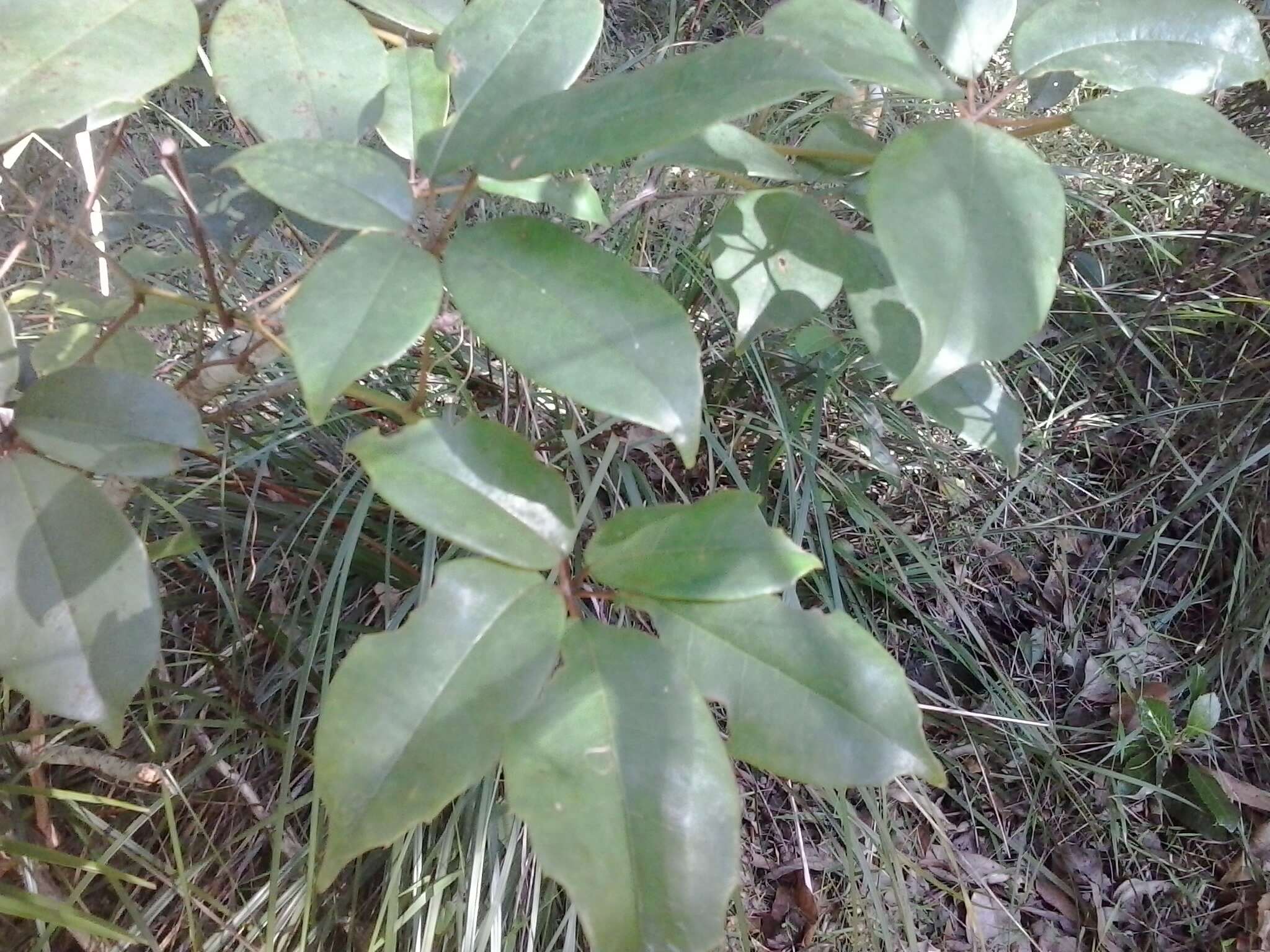 Image of Nothocissus hypoglauca (A. Gray) Latiff