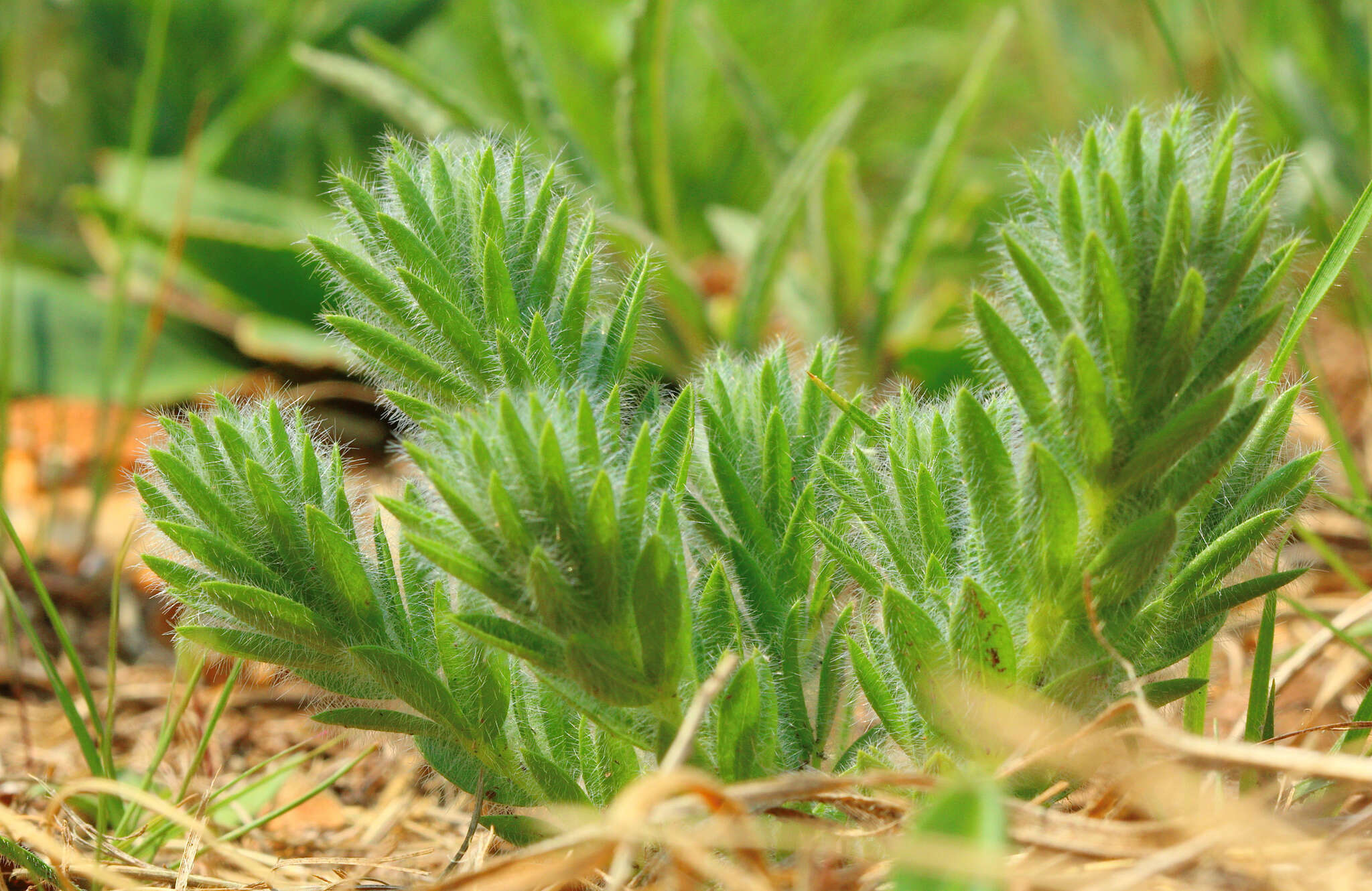 Image of <i>Leobordea foliosa</i>